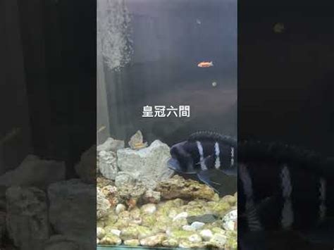 六間魚混養